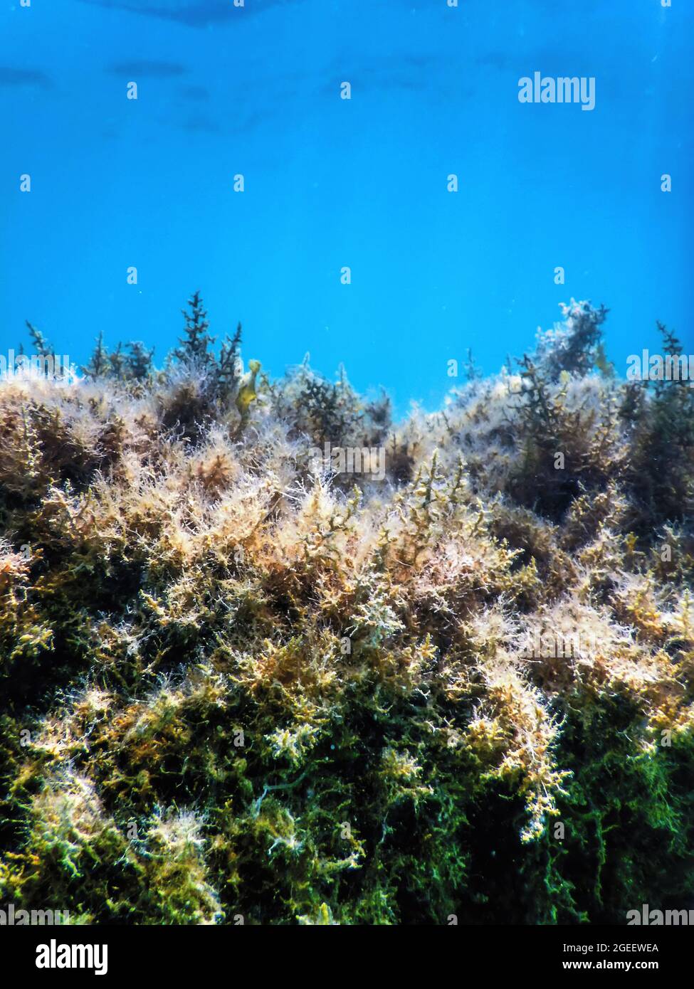 Bosque de algas marinas, algas marinas Submarinas, algas marinas poco  profundas cerca de la superficie Fotografía de stock - Alamy