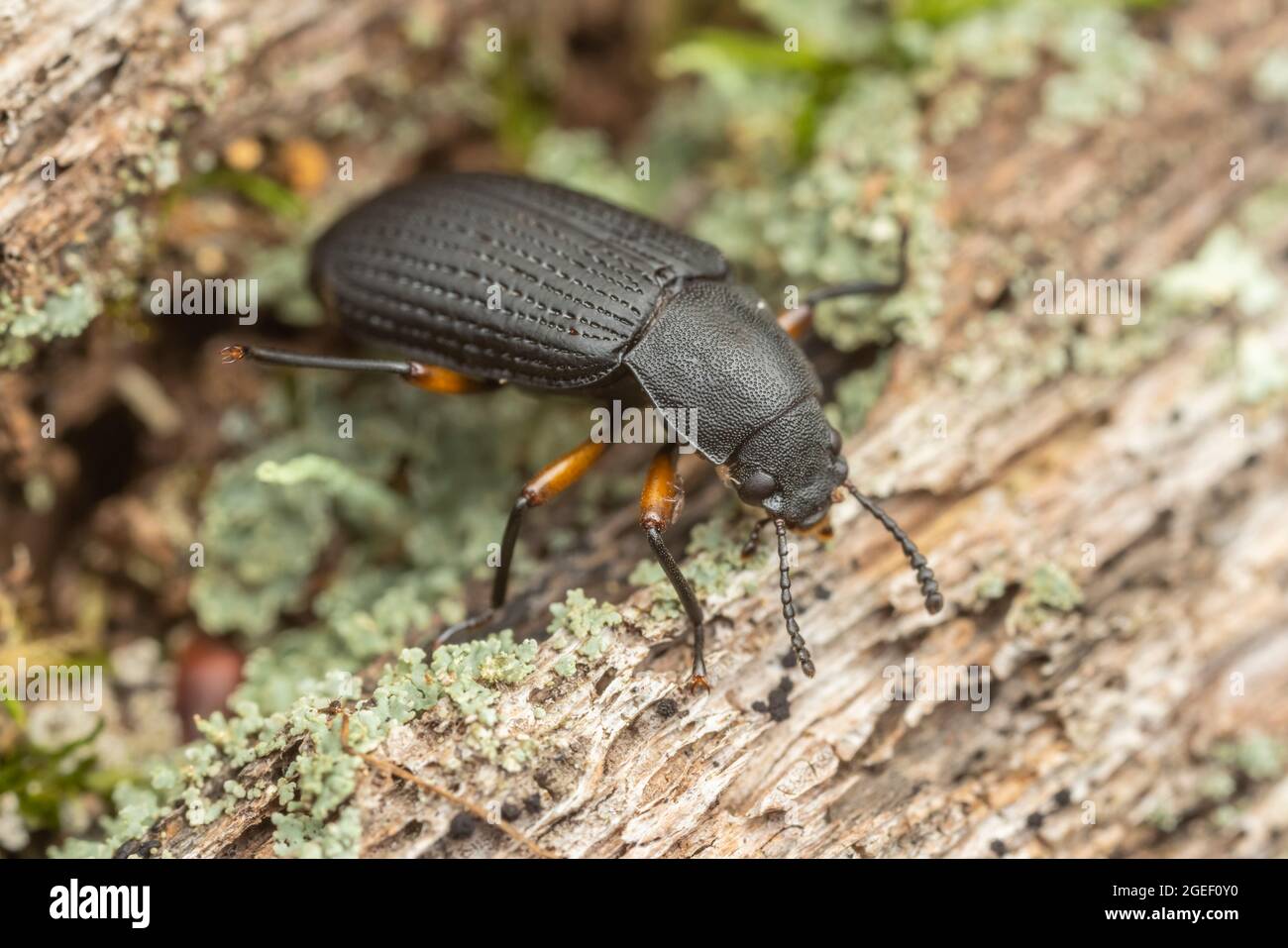 Beetle Darkling (Haplandrus fulvipes) Foto de stock