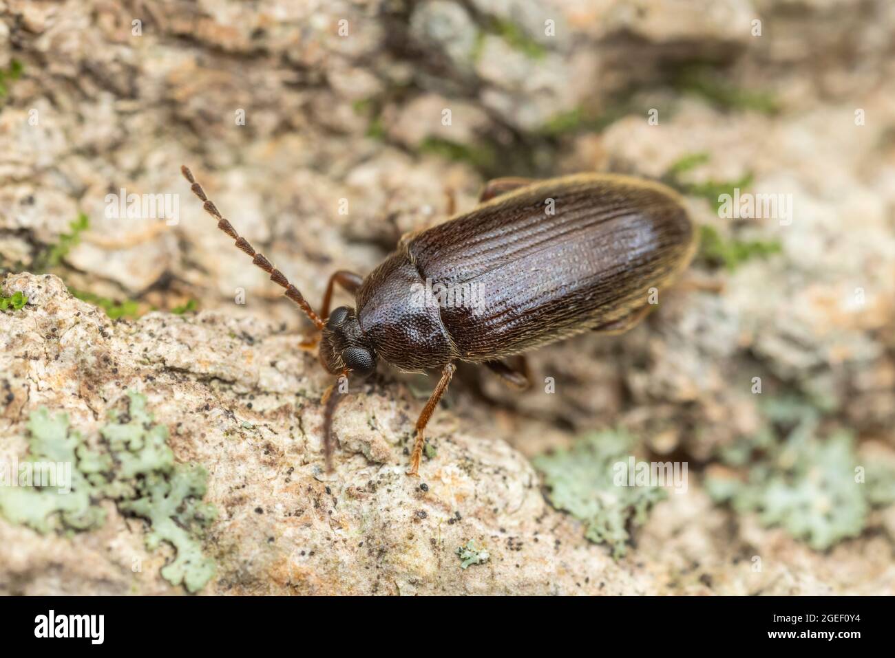 Beetle Darkling con peina (Hymenorus sp.) Foto de stock