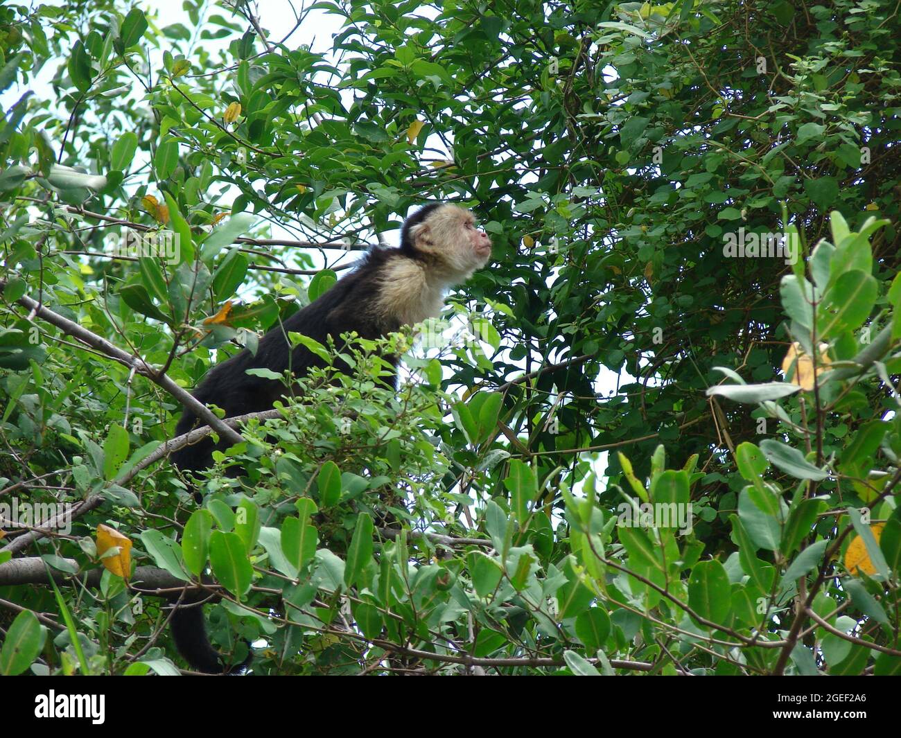 Mono capuchino de cara blanca en árbol costarricense Foto de stock