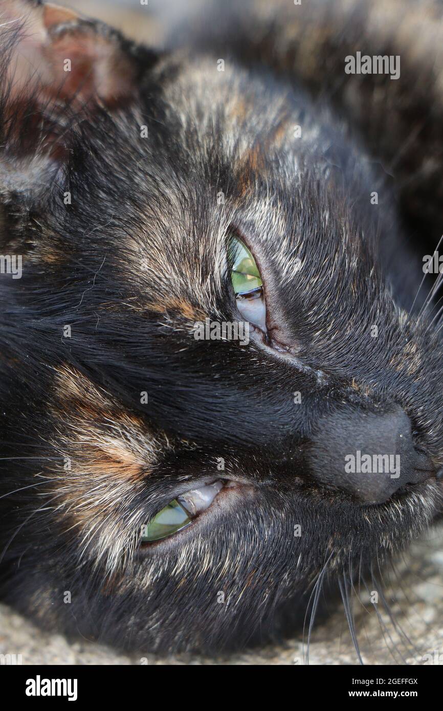 Gato con tercer gato de párpado. Gato con ojos doloridos Foto de stock