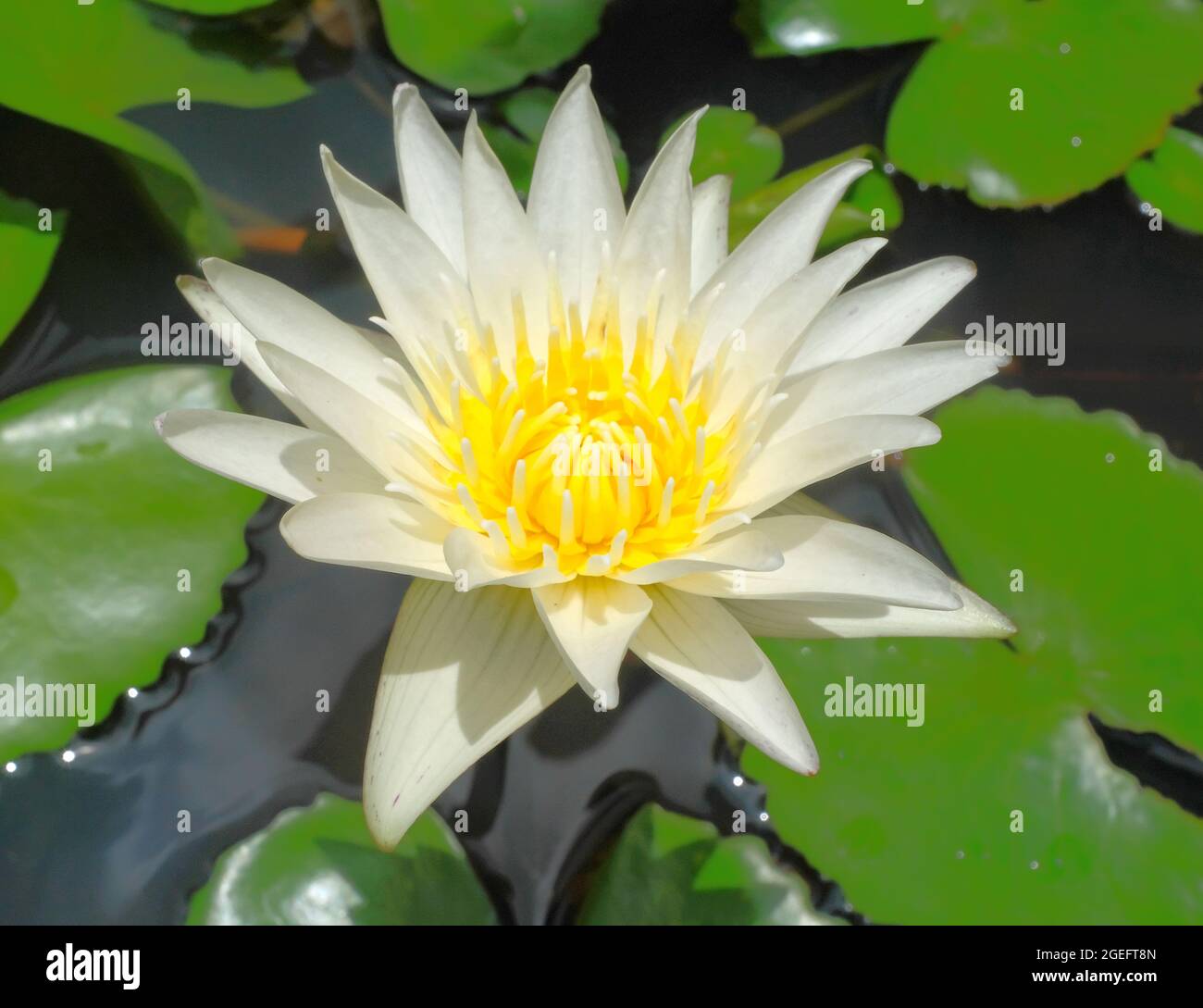 Una Lilly de agua blanca ( Nymphaea odorata) Foto de stock