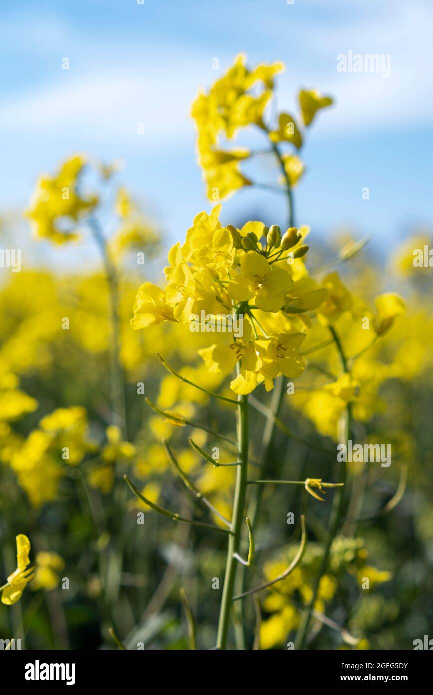 Campo de colza,. La colza es un tipo de planta que produce flores amarillas brillantes. Algunos de sus usos son para obtener aceite vegetal. Amarillo; prod agrícola Foto de stock