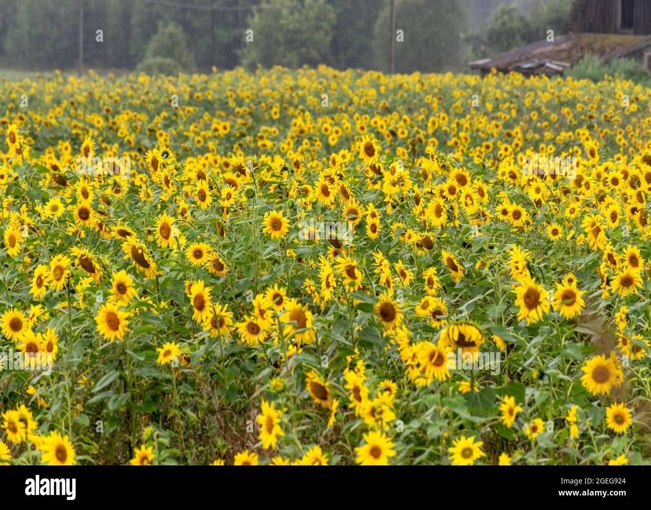 soleado paisaje veraniego con girasoles amarillos, campo de girasol empapado de lluvia Foto de stock