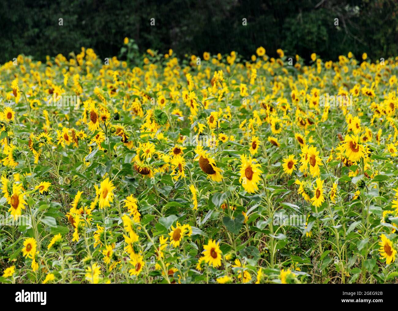 soleado paisaje veraniego con girasoles amarillos, campo de girasol empapado de lluvia Foto de stock