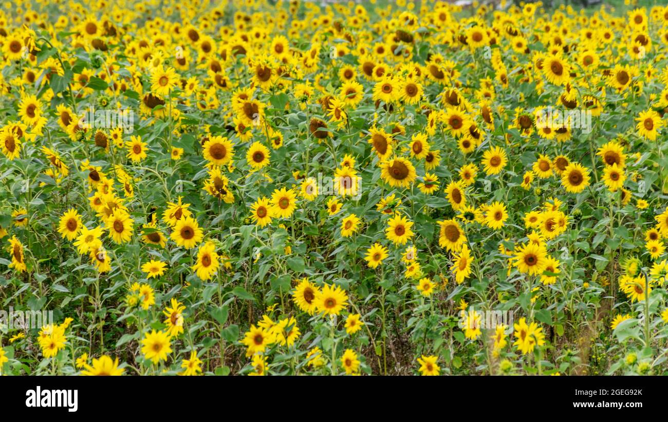 soleado paisaje veraniego con girasoles amarillos, campo de girasol empapado de lluvia Foto de stock