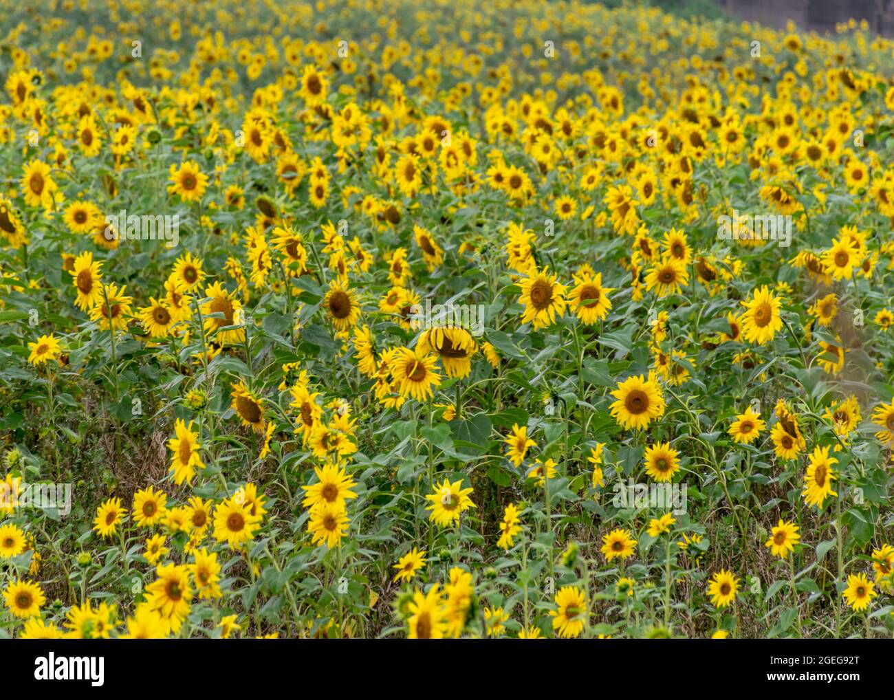 soleado paisaje veraniego con girasoles amarillos, campo de girasol empapado de lluvia Foto de stock