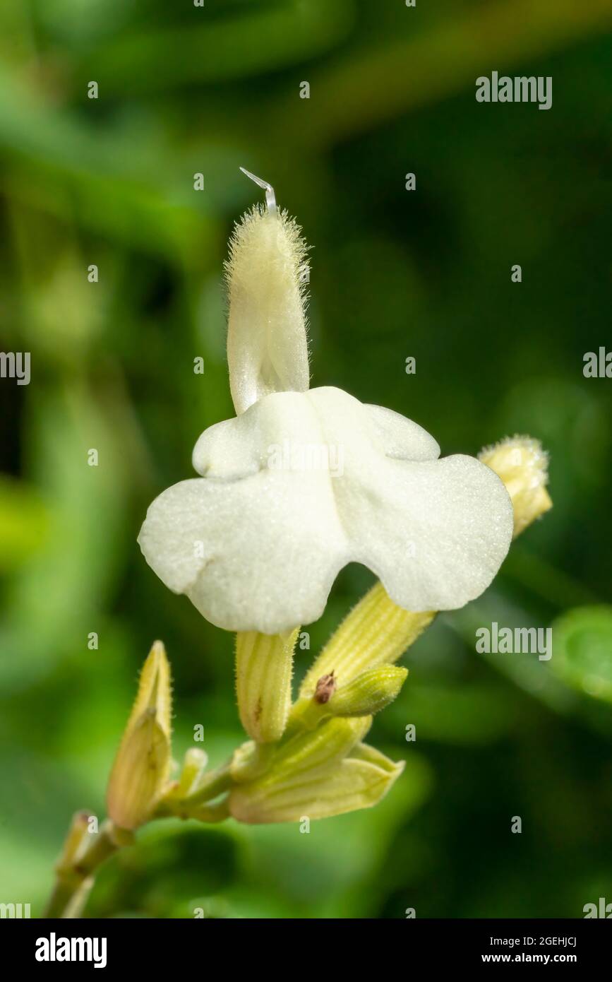 Salvia greggii 'Crema Clotada' Una planta de flores de otoño de primavera blanca conocida comúnmente como imagen de foto del stock de salvia del bebé Foto de stock