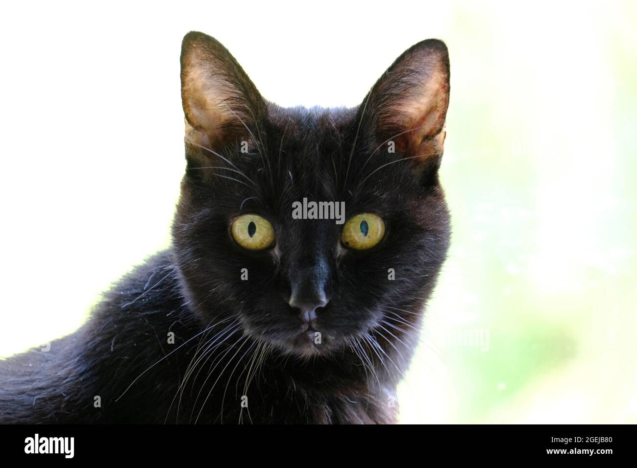 Gato negro adulto mayor (Felis catus) mirando directamente a la cámara Foto de stock
