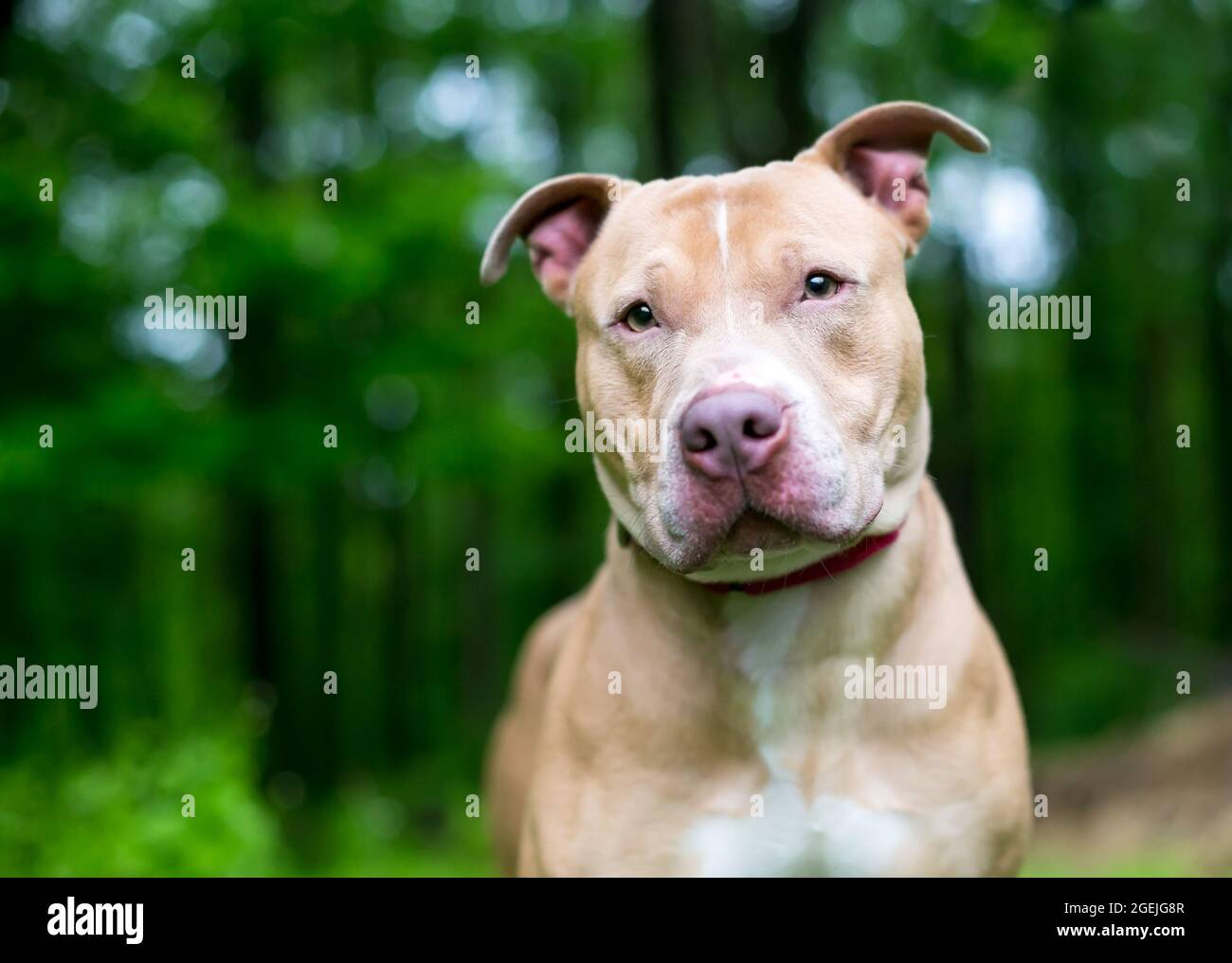 Un Pit Bull Terrier x Shar Pei perro de raza mixta escuchando con una inclinación de la cabeza Foto de stock