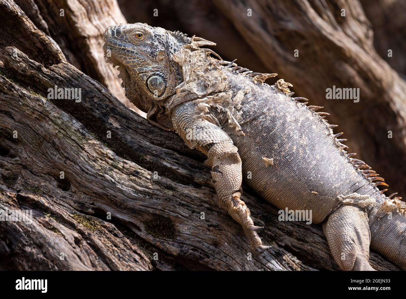 Primer plano perfil portait de una iguana verde tumbada en una rama del árbol y desprendiéndose su piel Foto de stock