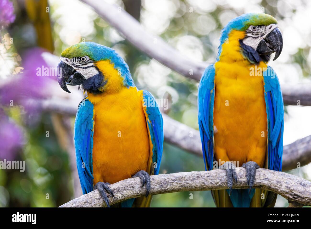 Dos coloridas guacamayas amarillas y azules encaramadas en la misma rama y mirando en dirección opuesta contra un fondo bokeh Foto de stock