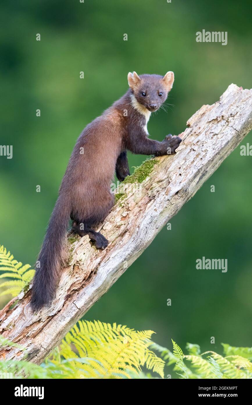 Pino Marten (Martes martes), adulto subiendo un viejo tronco, Campania, Italia Foto de stock