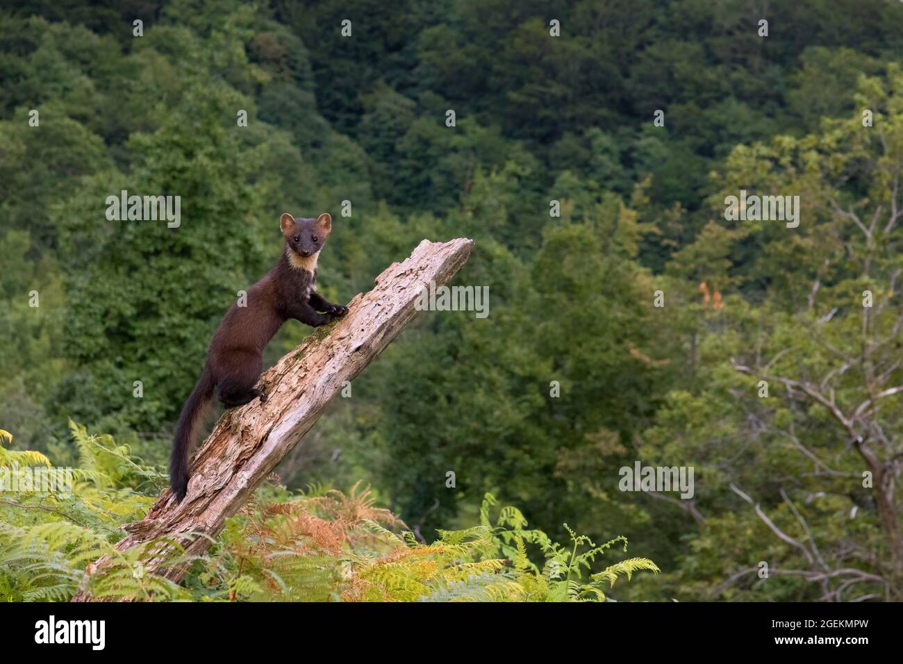 Pino Marten (Martes martes), adulto subiendo un viejo tronco en un paisaje de montaña, Campania, Italia Foto de stock
