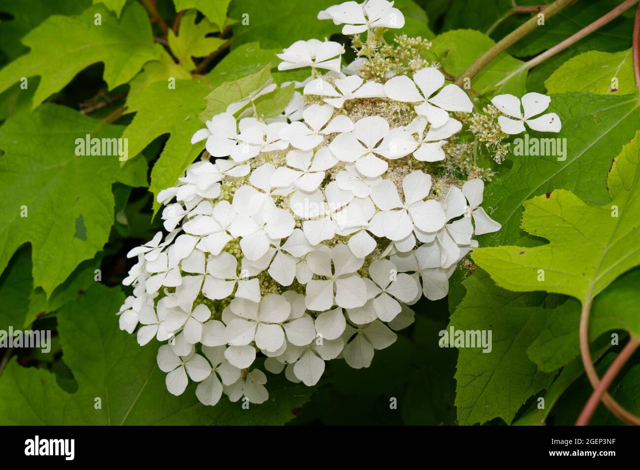 Arbusto blanco de hortensias con flores de verano con follaje dorado Hydrangea quericifolia, u roble dorado con hojas de julio del Reino Unido Foto de stock