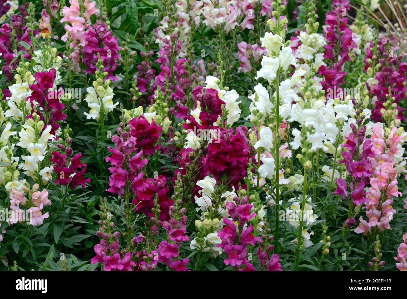 Un lecho colorido mixto de flores de Antrrinom majus Snapdragons en un jardín de campo Foto de stock