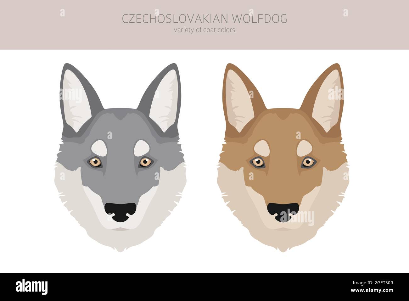 Camarilla checoslovaca del perro lobo. Diferentes poses, juego de colores  de capa. Ilustración vectorial Imagen Vector de stock - Alamy