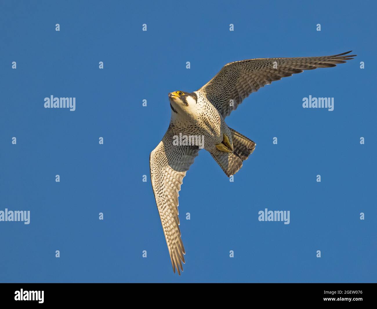 Falcón Peregrino Femenina (Falco Peregrinus) en vuelo, Cambridgeshire, Inglaterra Foto de stock