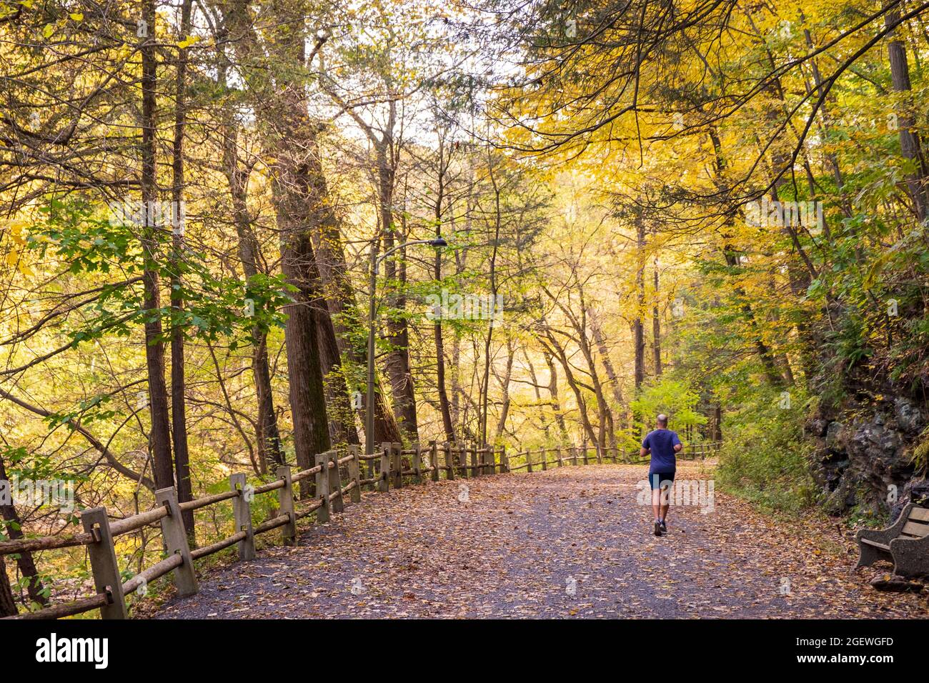 Hombre corriendo en Wissahickon Creek Valley Park en otoño en Forbidden Drive, Philadelphia, Pennsylvania, Estados Unidos Foto de stock