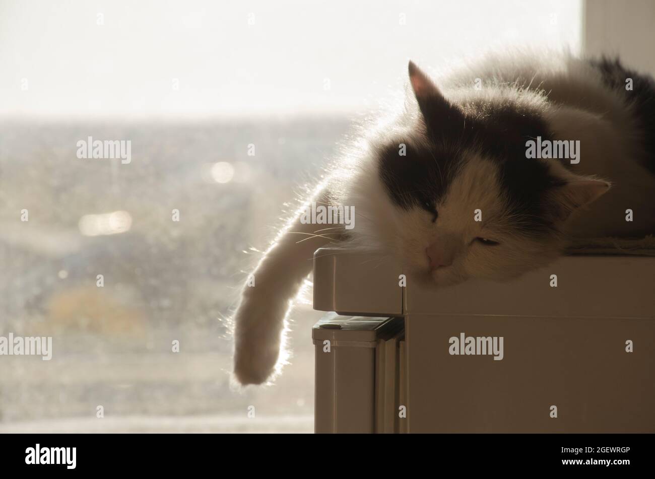 Lindo gato blanco y negro suave disfrutar tumbado en la ventana en casa en la cálida puesta de sol por la noche. Retrato de mascotas domésticas con baños de sol en la calma y pensativa Foto de stock