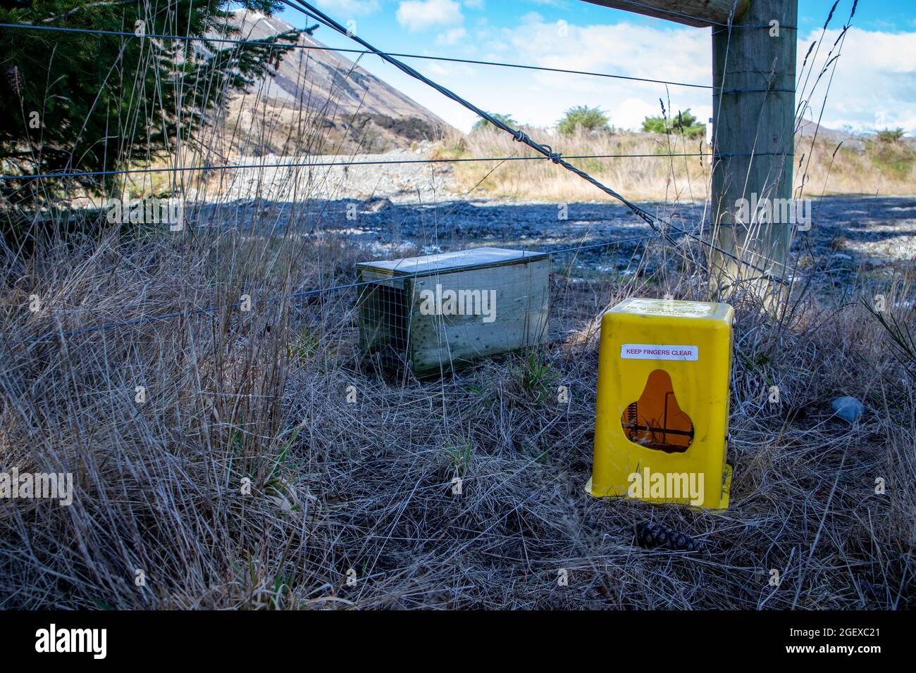Las trampas puestas para capturar depredadores como estoats y ratas, se ceban con huevos de pollo y luego se pone la primavera, Canterbury, Nueva Zelanda Foto de stock