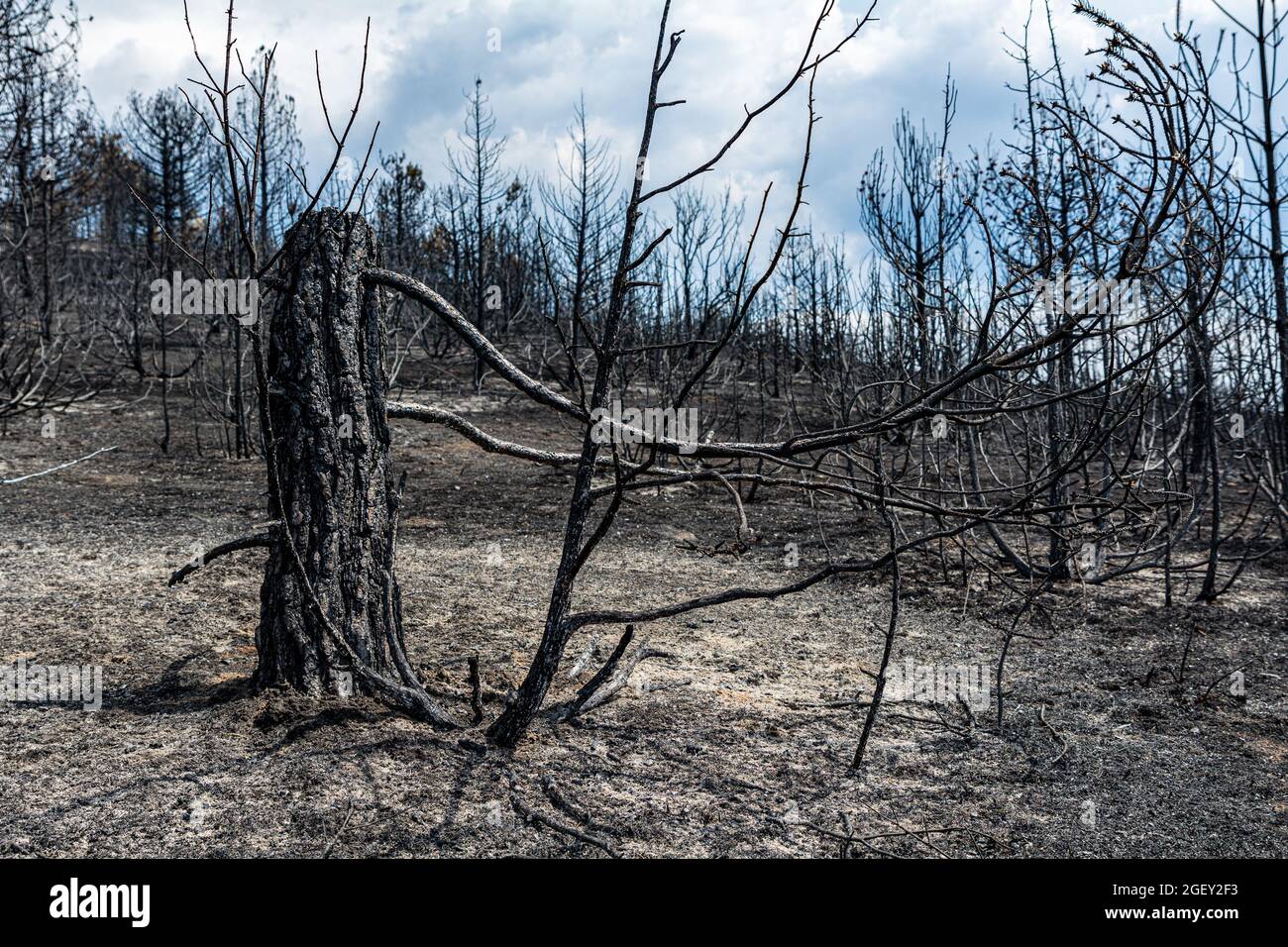 Restos de árboles quemados después de un incendio forestal Fotografía de  stock - Alamy