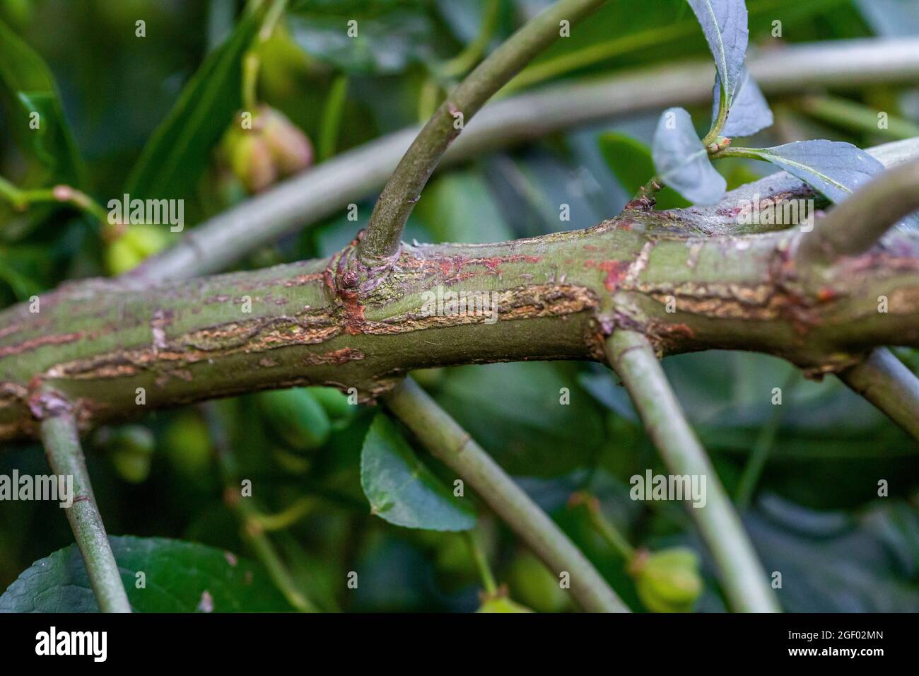 Spindle euonymus europaeus bark fotografías e imágenes de alta
