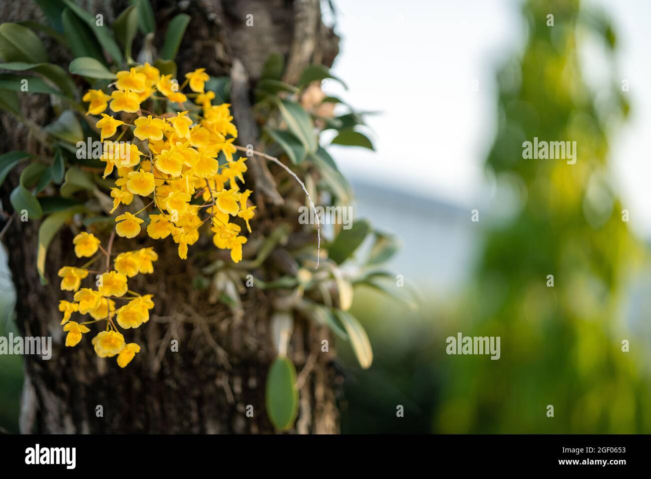Un primer plano de orquídeas silvestres amarillas de Ascocentrum miniatum  que crecen en un jardín Fotografía de stock - Alamy