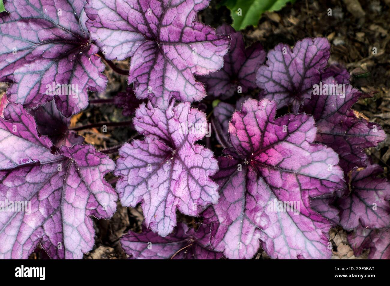 Heuchera para siempre púrpura, planta herbácea perenne, familia Saxifragaceae Foto de stock