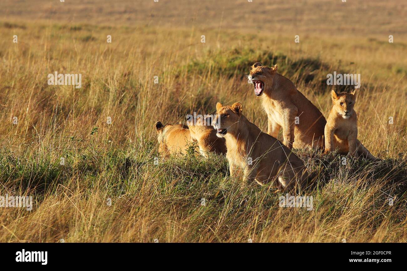 Der Löwe ist das zweitgrößte Raubtier der Welt, Die großen Raubkatzen sind in Gefahr und vom Aussterben bedroht. Sie sind stolz und majestätisch Foto de stock