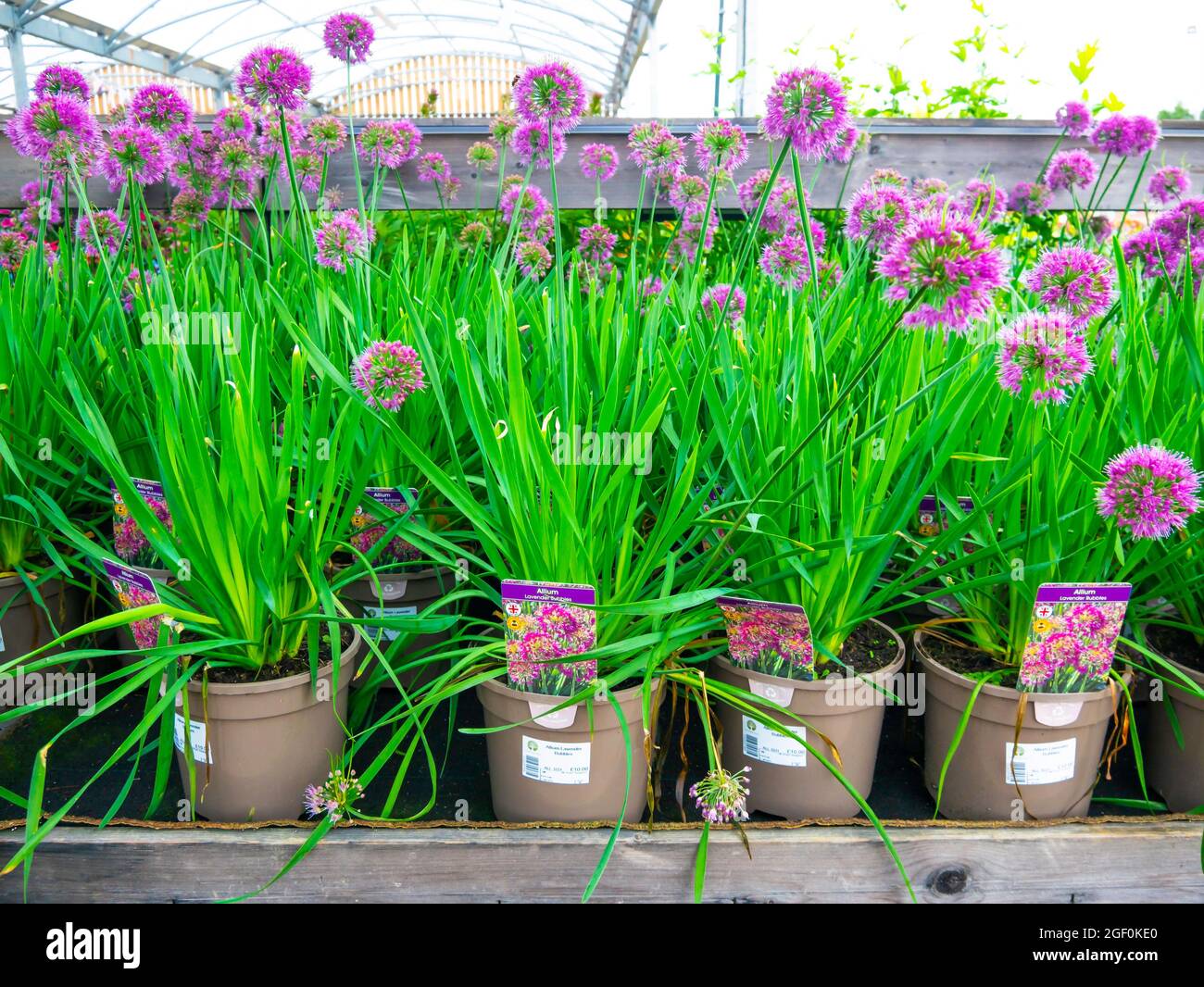 Garden Center muestra de Alliums variedad lavanda burbujas macetas plantas para el otoño a un precio de £10,00 cada uno Foto de stock