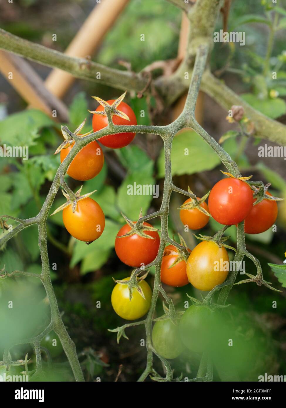 Tomate currant (Solanum pimpinellifolium) con frutos pequeños Foto de stock