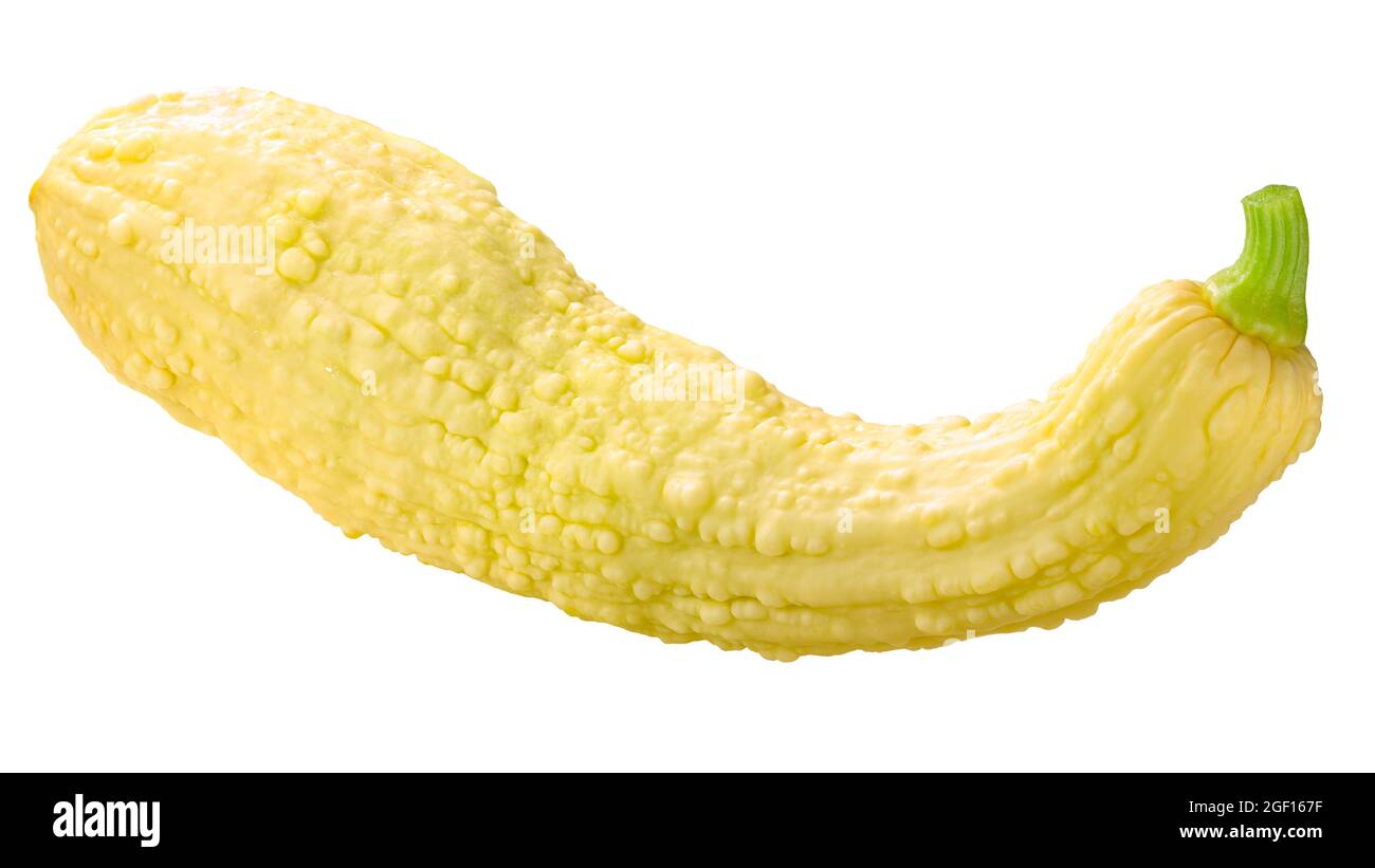 Calabaza dorada de cuello de cocodrilo (fruta de pepo de Cucurbita) aislada Foto de stock