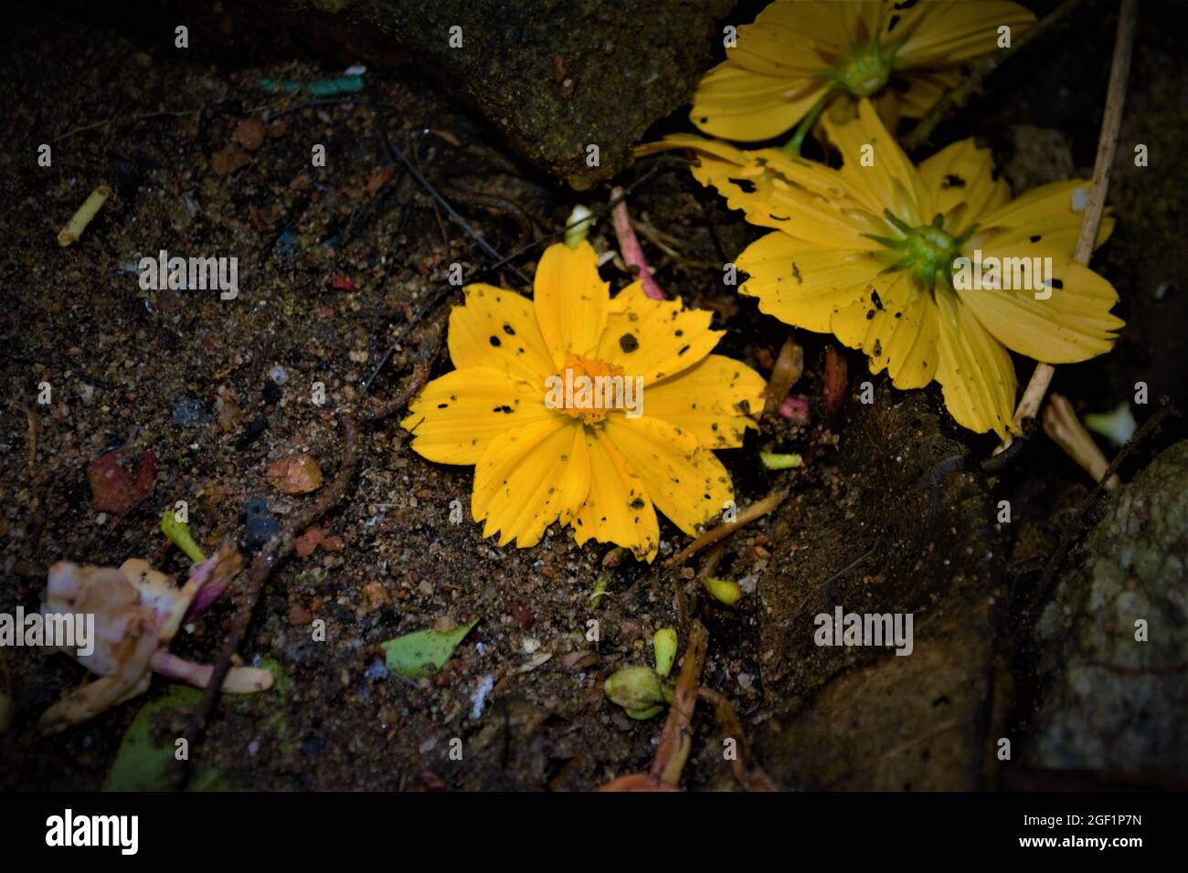 Fotos de la naturaleza tomadas de Nikon D3100 Fotografía de stock - Alamy