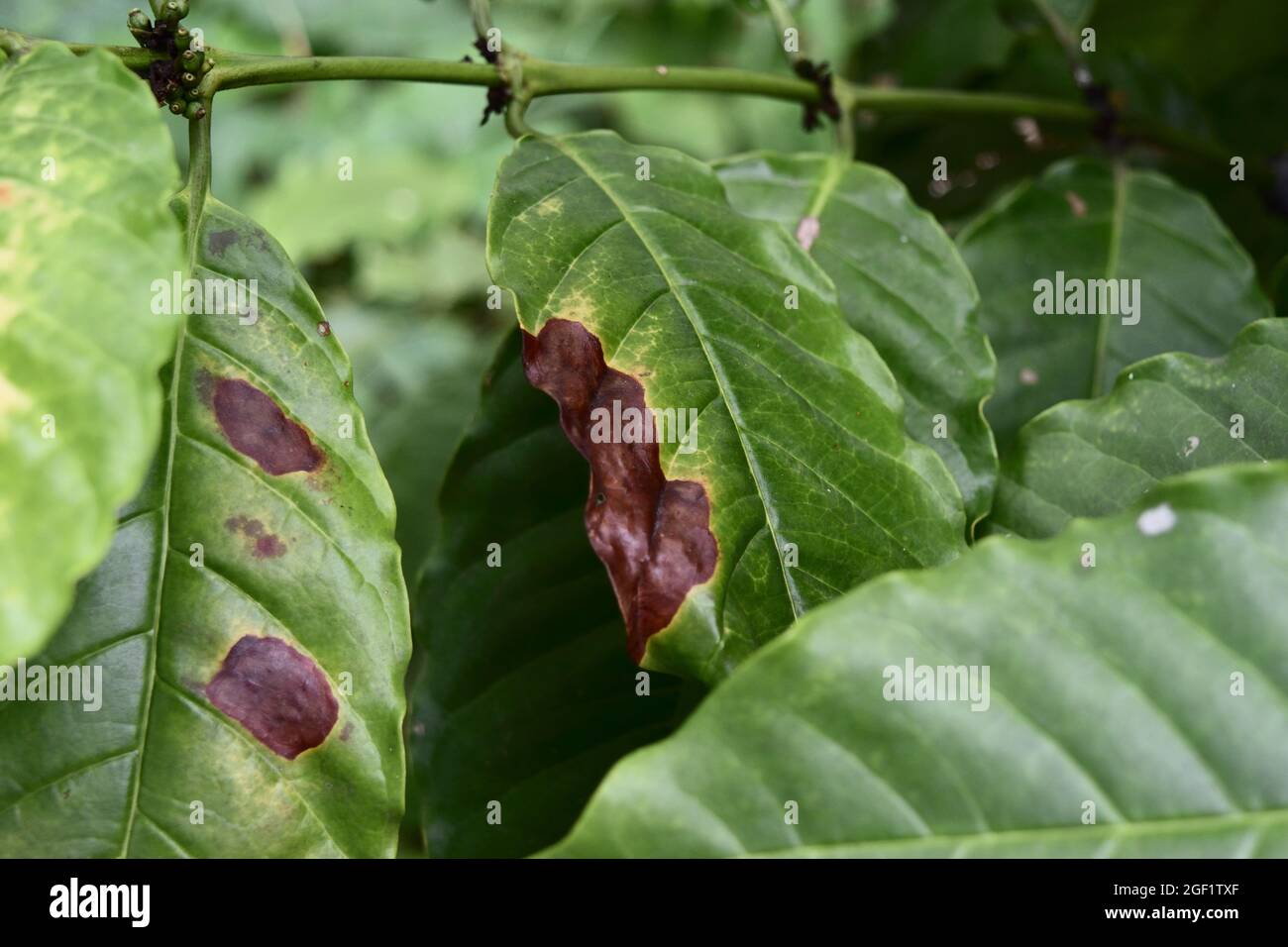 Daño marrón y amarillo por antracnosis en la hoja verde del árbol de la