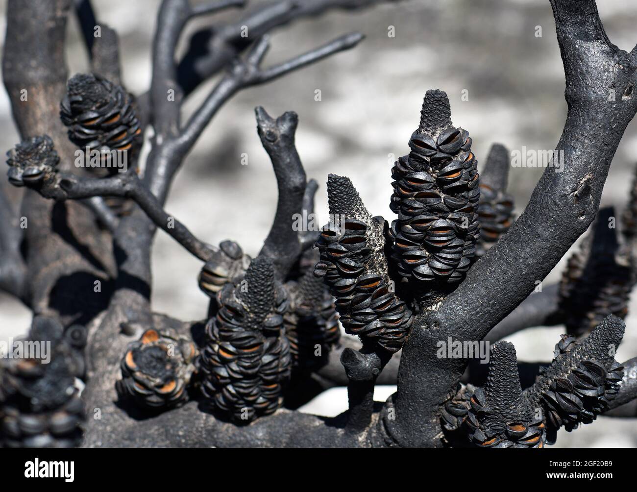 Abrir folículos de semillas de conos serrata de Banksia en una rama arbórea quemada tras un incendio en el bosque de Sydney, NSW, Australia Foto de stock