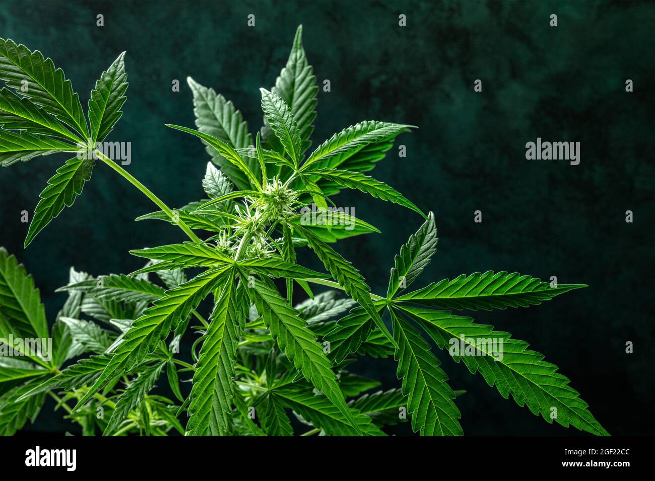 Planta de marihuana sobre un fondo oscuro. Cannabis con hojas verdes vibrantes y estigmas blancos, con un lugar para texto o logotipo Foto de stock