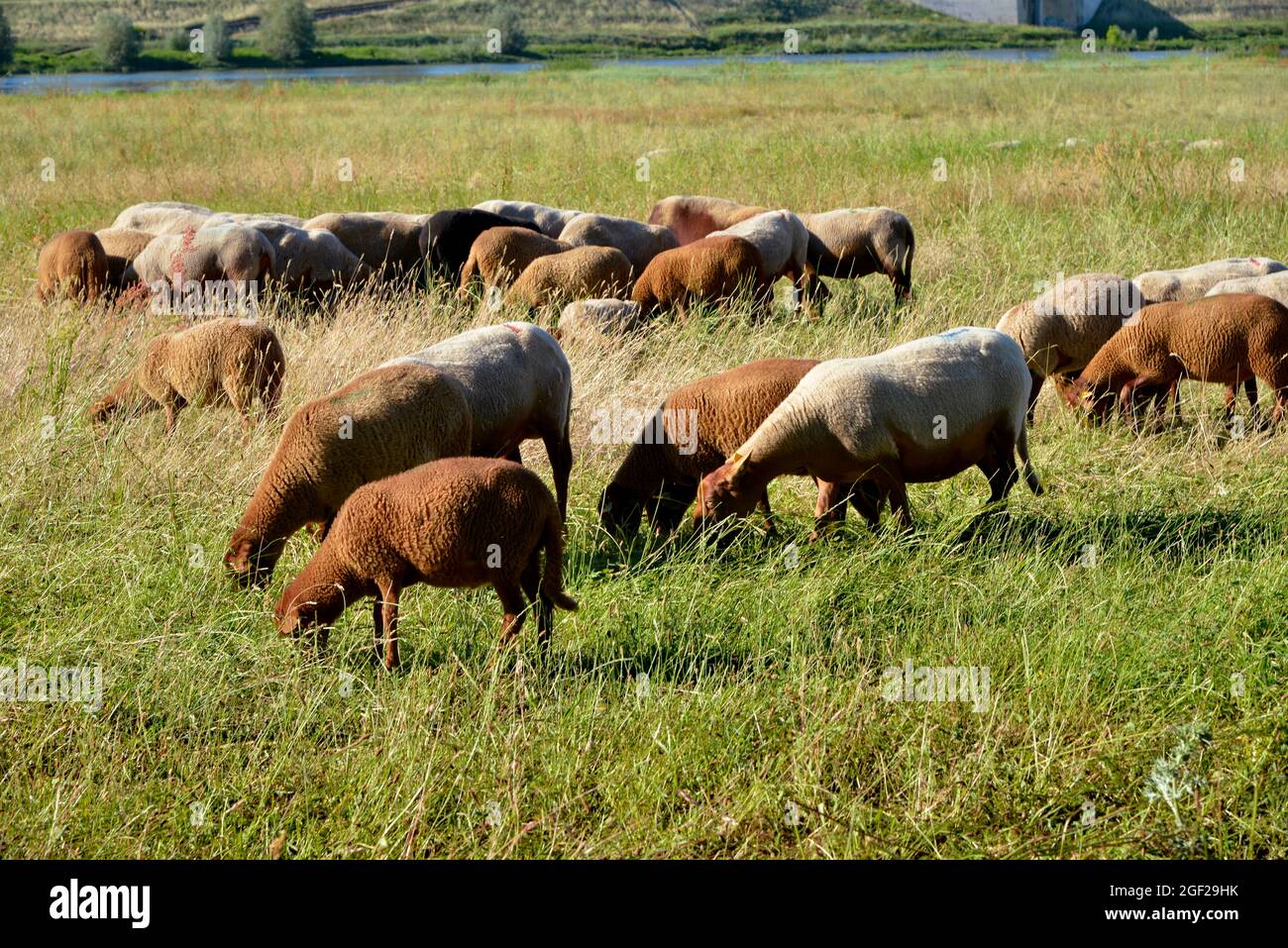 Ovejas pastando en las orillas del Loira en Chaumont, en el departamento de Loir-et-Cher, en Francia Foto de stock