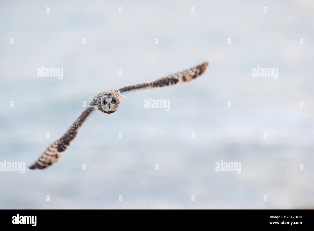 Mosca Buho Mosca De La Cara Fotos e Imágenes de stock - Alamy