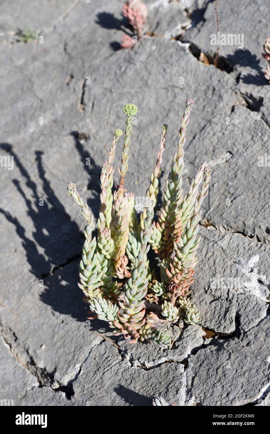 Pale Stonecrop, Sedum sediforme aka Petrosedum sediforme, Succulent que crece en Crack de piedra caliza o Rocky Crevice Luberon Reserva Natural Provenza Francia Foto de stock