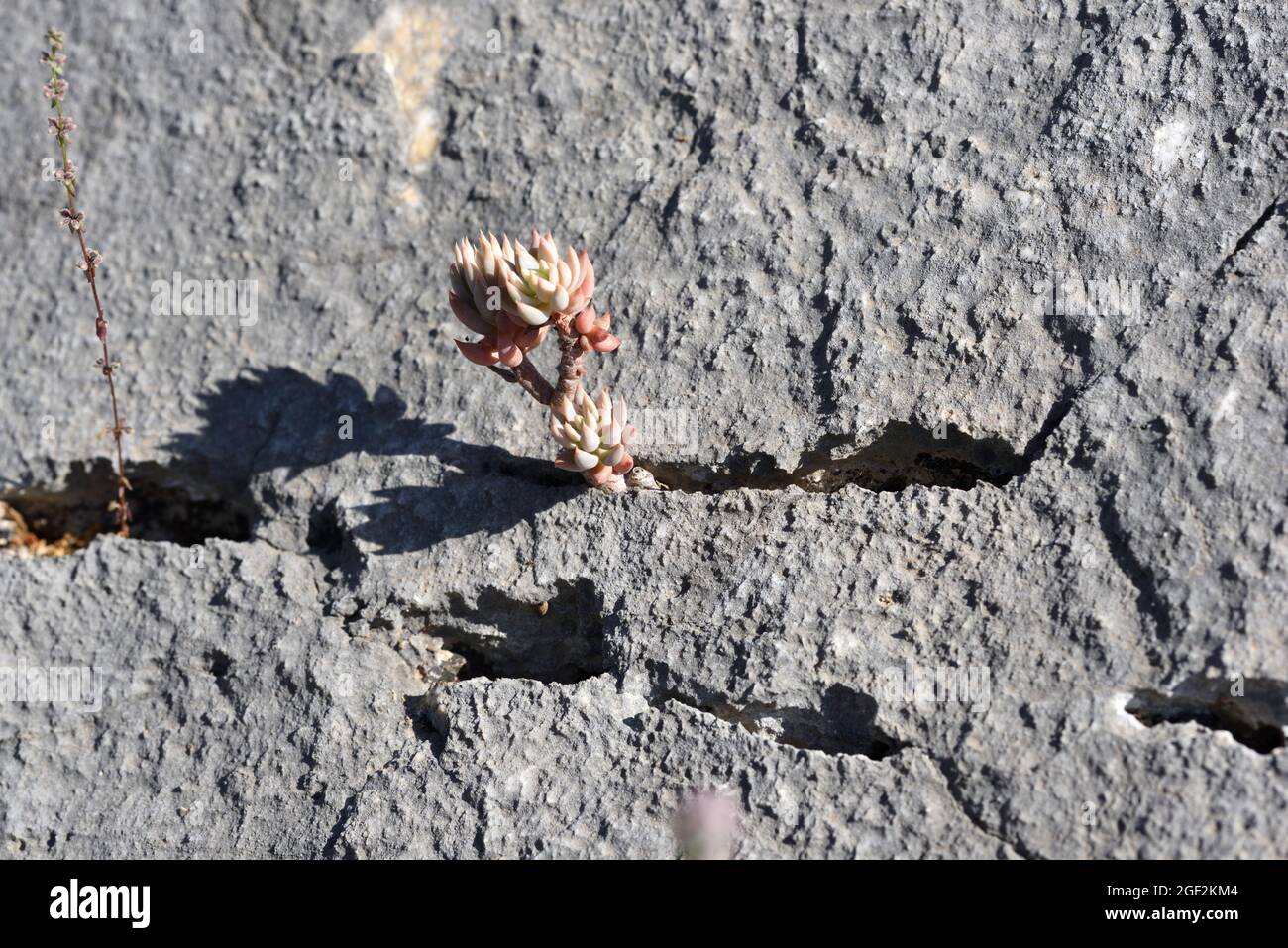 Pale Stonecrop, Sedum sediforme aka Petrosedum sediforme, Succulent que crece en Crack de piedra caliza o Rocky Crevice Luberon Reserva Natural Provenza Francia Foto de stock