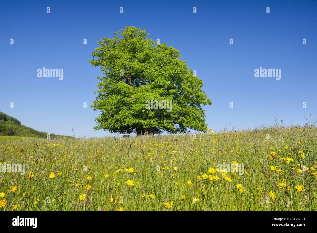 Limo de hoja grande, árbol de lima (Tilia platyphyllos), árbol de tilo de Linn, gran árbol de tilo antiguo que se encuentra bajo un cielo azul en un prado floreciente, Foto de stock
