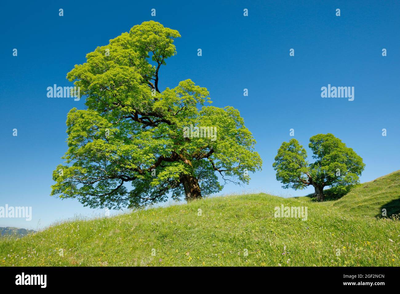 sycamore arce, gran arce (Acer pseudoplatanus), dos arenadas antiguas arces sycamore en primavera cerca de Enntbuehl, Toggenburg, Suiza, St. Gallen Foto de stock