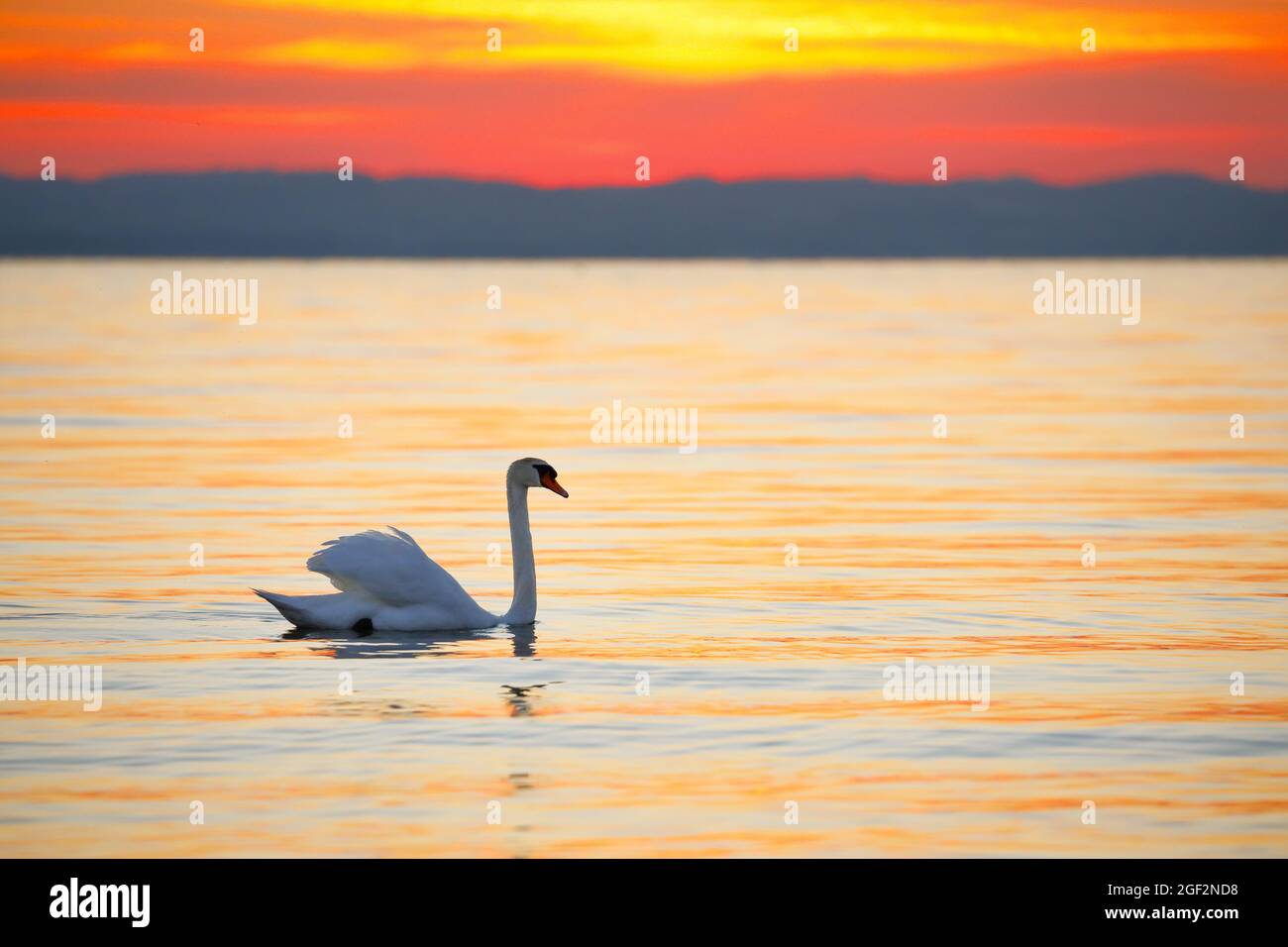 Mute cisne (Cygnus olor), nadar al amanecer en la retroiluminación del lago Constanza , Suiza, Thurgau Foto de stock