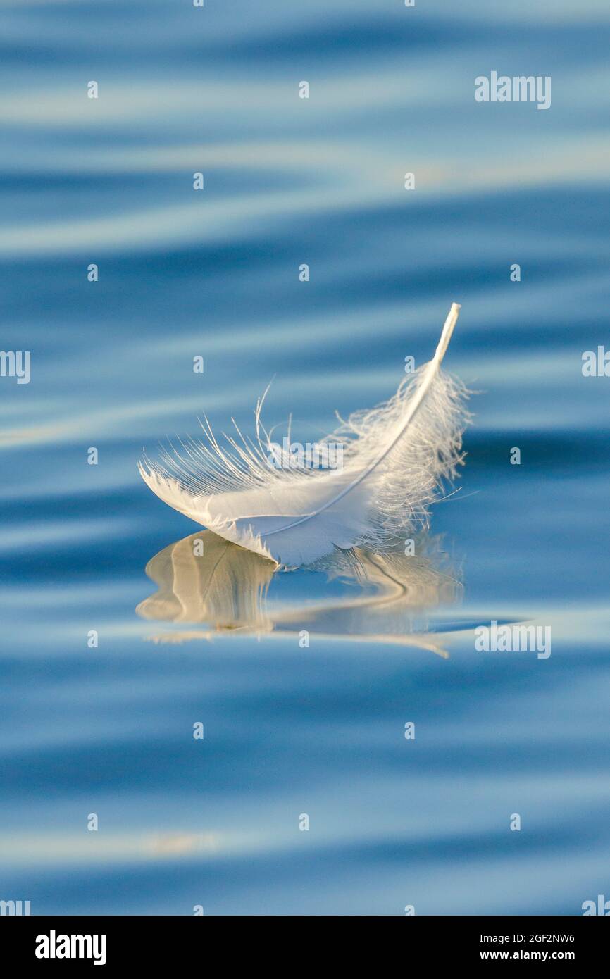 Mute cisne (Cygnus olor), nadando la pluma de cisne en el agua azul, Suiza, Thurgau Foto de stock