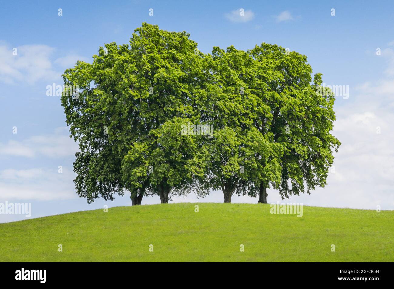 Cal de hoja pequeña, linden littleleaf, linden de hoja pequeña (Tilia cordata), cuatro grandes árboles de lima en una colina, Suiza, St. Gallen, Gossau Foto de stock