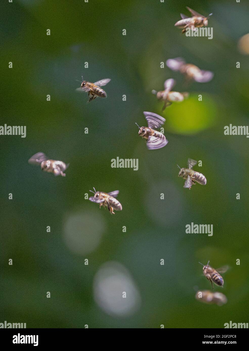 Abeja melífera, abeja colmena (Apis mellifera mellifera), varias abejas voladoras, Alemania Foto de stock