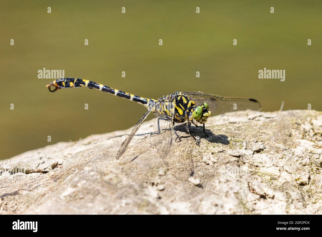 Cola pequeña, libélula de cola verde (Onychogomphus forcpata), macho se sienta en una piedra en un río, Alemania, Baviera Foto de stock