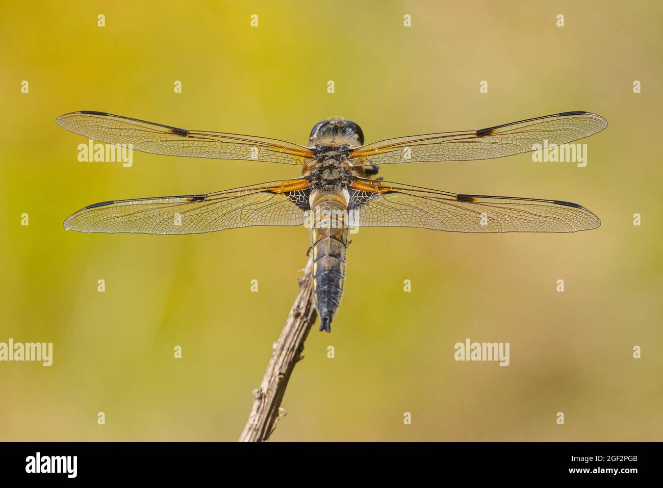 libellula de cuatro manchas, chaser de cuatro manchas, cuatro manchas (Libellula quadrimaculata), hombre en perspectiva, Alemania, Baviera Foto de stock