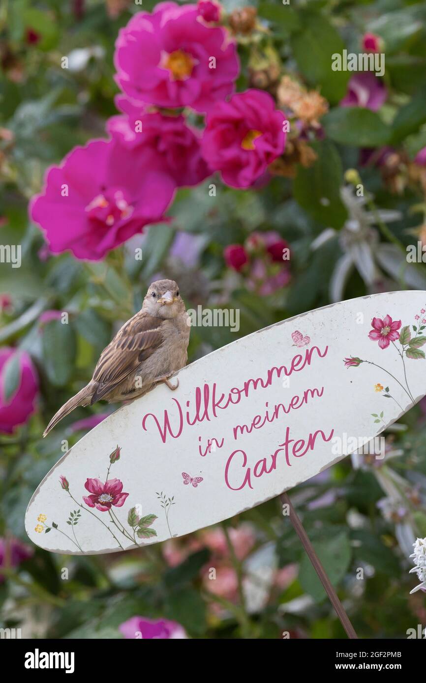 Casa de gorrión (Passer domesticus), pájaro joven sentado en un cartel 'Bienvenido a mi jardín', Alemania Foto de stock